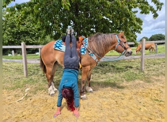 Freiberger Mix, Wallach, 12 Jahre, 156 cm, Fuchs