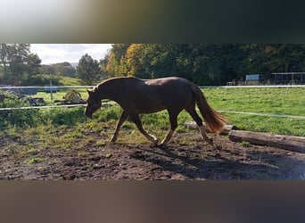Freiberger, Wallach, 12 Jahre, 163 cm, Dunkelfuchs