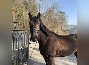 Freiberger, Wallach, 14 Jahre, Schimmel