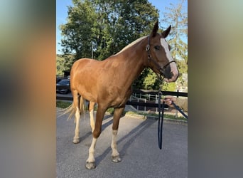 Freiberger, Wallach, 14 Jahre, Schimmel
