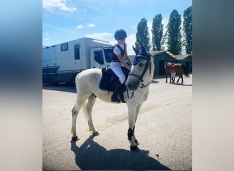 Freiberger, Wallach, 15 Jahre, 145 cm, Schimmel
