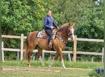Freiberger, Wallach, 15 Jahre, 157 cm, Fuchs