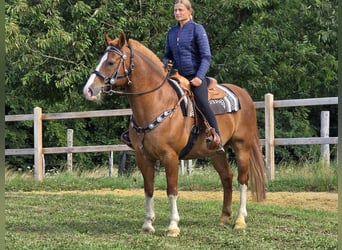 Freiberger, Wallach, 15 Jahre, 157 cm, Fuchs