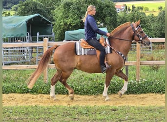 Freiberger, Wallach, 15 Jahre, 157 cm, Fuchs