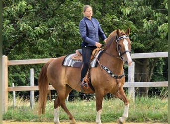 Freiberger, Wallach, 15 Jahre, 157 cm, Fuchs