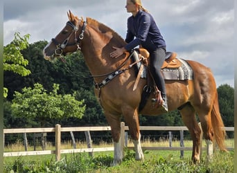 Freiberger, Wallach, 15 Jahre, 157 cm, Fuchs