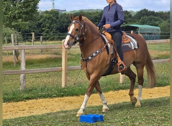 Freiberger, Wallach, 15 Jahre, 157 cm, Fuchs