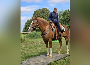 Freiberger, Wallach, 15 Jahre, 157 cm, Fuchs