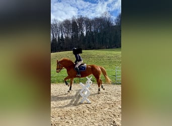 Freiberger, Wallach, 17 Jahre, 162 cm, Fuchs