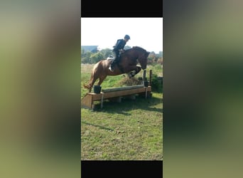 Freiberger, Wallach, 18 Jahre, 155 cm, Dunkelfuchs