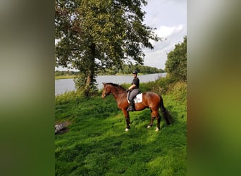 Freiberger, Wallach, 18 Jahre, 160 cm, Brauner