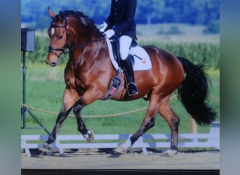 Freiberger, Wallach, 18 Jahre, 160 cm, Brauner