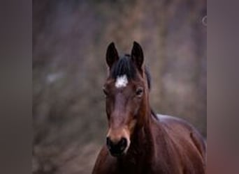 Freiberger, Wallach, 18 Jahre, 160 cm, Brauner