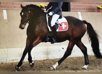 Freiberger, Wallach, 18 Jahre, 160 cm, Brauner