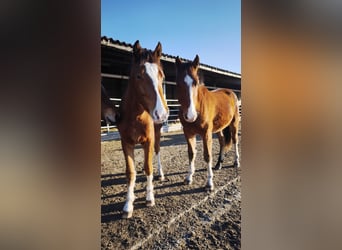 Freiberger, Wallach, 1 Jahr, Brauner