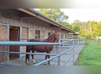 Freiberger, Wallach, 21 Jahre, 165 cm, Rotfuchs