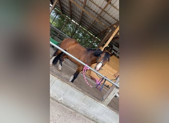 Freiberger Mix, Wallach, 24 Jahre, 155 cm, Dunkelbrauner