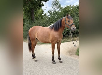 Freiberger, Wallach, 2 Jahre, 148 cm, Brauner