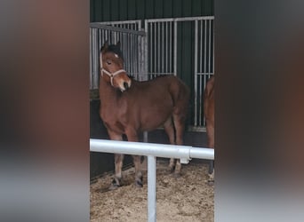 Freiberger, Wallach, 2 Jahre, 160 cm, Brauner