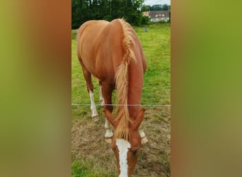 Freiberger, Wallach, 2 Jahre, 160 cm, Fuchs