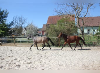 Freiberger, Wallach, 2 Jahre, 160 cm, Schimmel