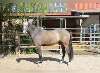 Freiberger, Wallach, 2 Jahre, 160 cm, Schimmel