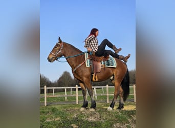 Freiberger, Wallach, 3 Jahre, 153 cm, Brauner