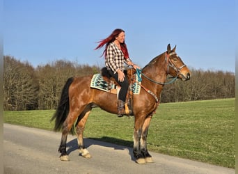 Freiberger, Wallach, 3 Jahre, 153 cm, Brauner