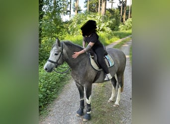 Freiberger, Wallach, 3 Jahre, 154 cm, Schimmel