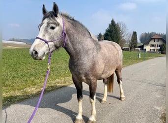Freiberger, Wallach, 3 Jahre, 154 cm, Schimmel