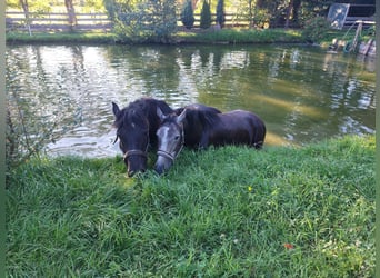 Freiberger Mix, Wallach, 3 Jahre, 154 cm, Schimmel