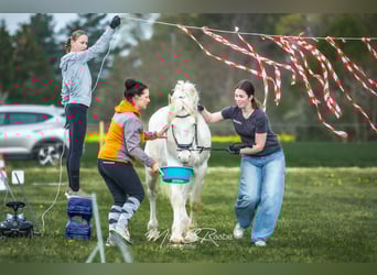 Freiberger, Wallach, 3 Jahre, 154 cm, White