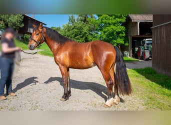 Freiberger, Wallach, 3 Jahre, 155 cm, Brauner