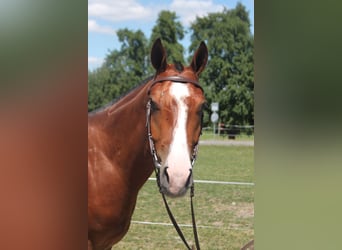 Freiberger, Wallach, 3 Jahre, 155 cm, Brauner