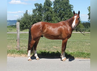 Freiberger, Wallach, 3 Jahre, 155 cm, Brauner