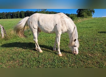 Freiberger, Wallach, 3 Jahre, 155 cm, White