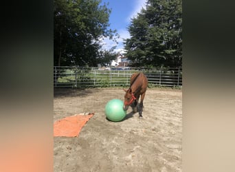 Freiberger, Wallach, 3 Jahre, 156 cm, Brauner