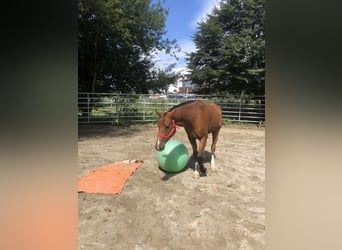 Freiberger, Wallach, 3 Jahre, 156 cm, Brauner