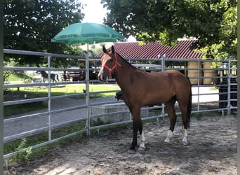 Freiberger, Wallach, 3 Jahre, 156 cm, Brauner