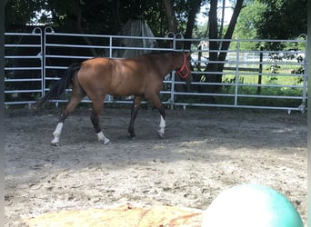Freiberger, Wallach, 3 Jahre, 156 cm, Brauner