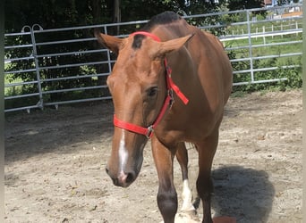 Freiberger, Wallach, 3 Jahre, 156 cm, Brauner