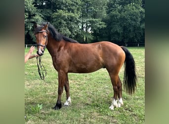Freiberger, Wallach, 3 Jahre, 156 cm, Brauner