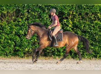 Freiberger, Wallach, 3 Jahre, 156 cm, Dunkelbrauner
