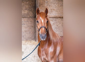 Freiberger, Wallach, 3 Jahre, 156 cm, Rotfuchs