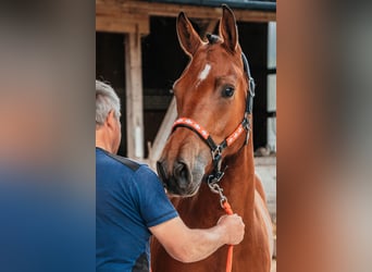 Freiberger, Wallach, 3 Jahre, 157 cm, Brauner