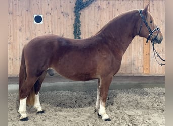 Freiberger, Wallach, 3 Jahre, 157 cm, Dunkelfuchs