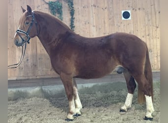 Freiberger, Wallach, 3 Jahre, 157 cm, Dunkelfuchs