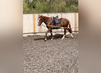 Freiberger, Wallach, 3 Jahre, 157 cm, Dunkelfuchs