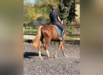 Freiberger, Wallach, 3 Jahre, 157 cm, Dunkelfuchs