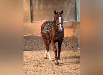 Freiberger, Wallach, 3 Jahre, 157 cm, Dunkelfuchs